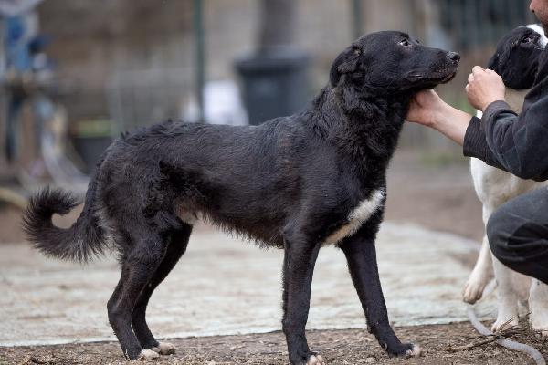 Natan splendido giovanotto cerca amorevole famiglia  Foto 6